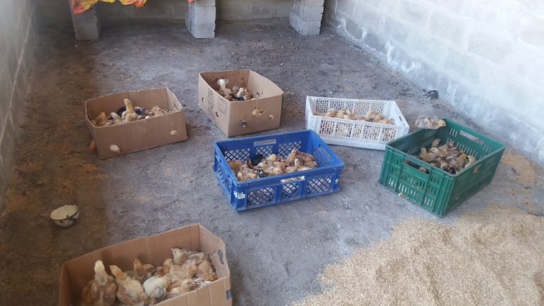 ENTREGA DE POLLOS, GALLINAS PONEDORAS Y BALANCEADO